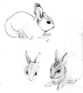 quick sketch bunnies